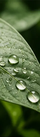 Ambientale